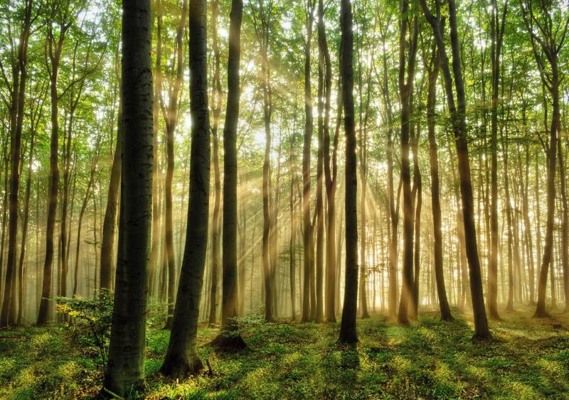 Papermoon Fototapete "Forest" glatt von Papermoon