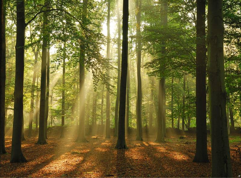 Papermoon Fototapete "Forest in the Morning" glatt von Papermoon