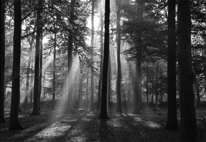 Papermoon Fototapete "Forrest morning in black & white" glatt von Papermoon