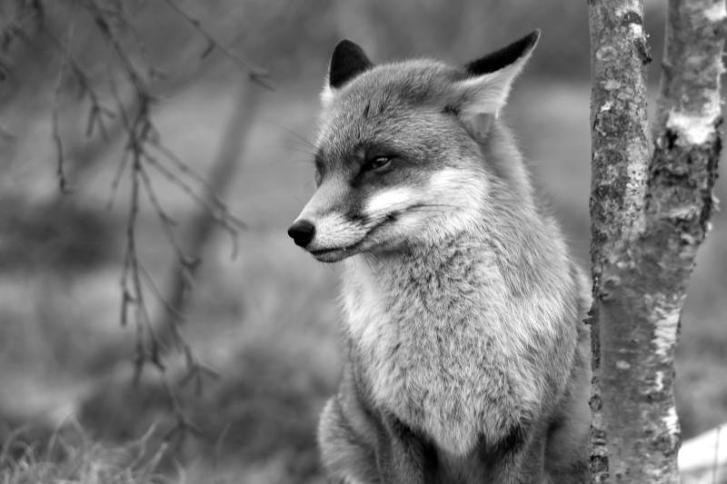 Papermoon Fototapete "Fuchs Schwarz & Weiß" von Papermoon