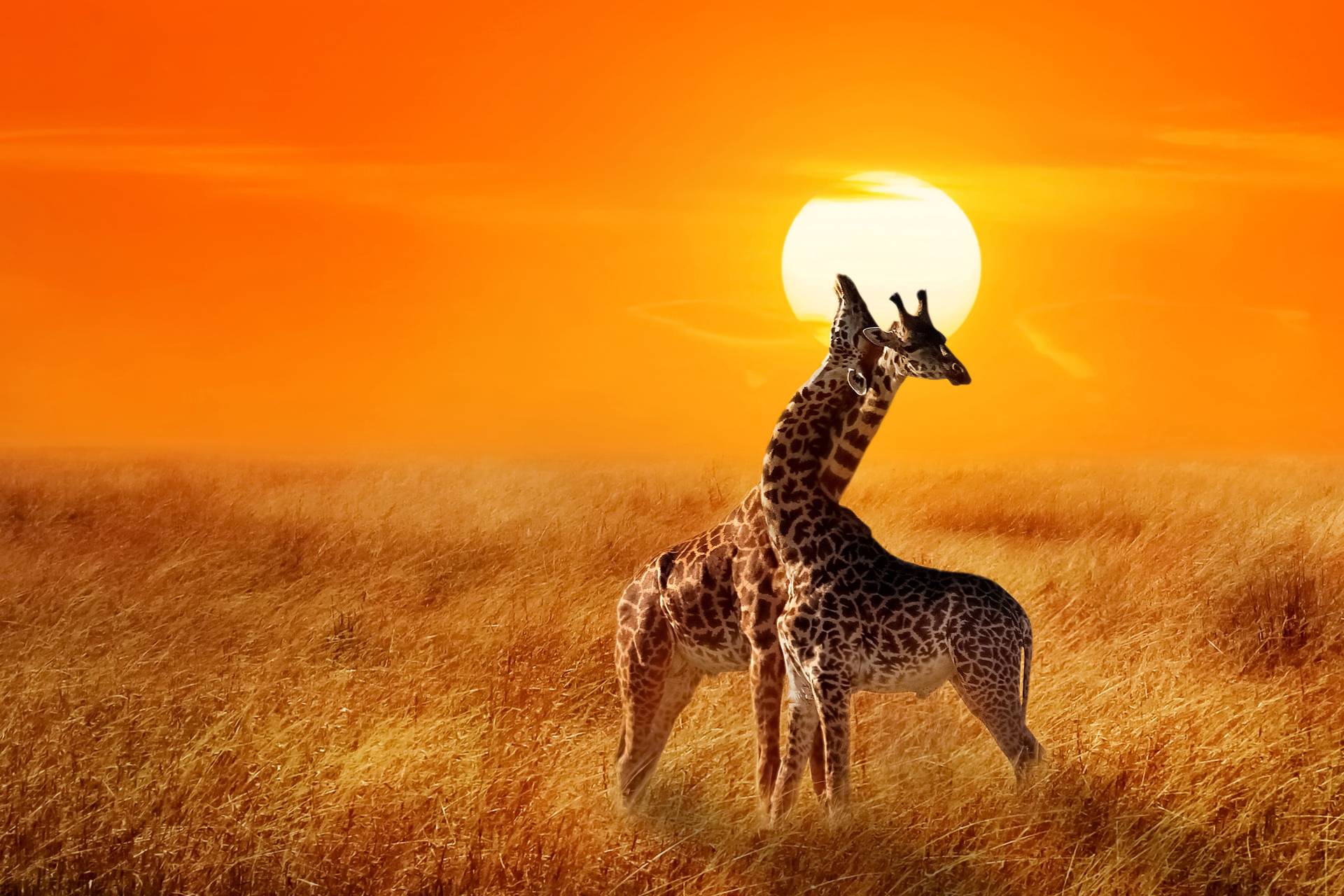 Papermoon Fototapete "Giraffes against Sunset" von Papermoon