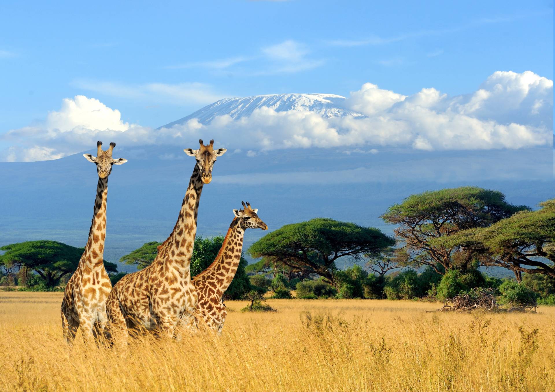 Papermoon Fototapete "Giraffes at Kilimanjaro" von Papermoon