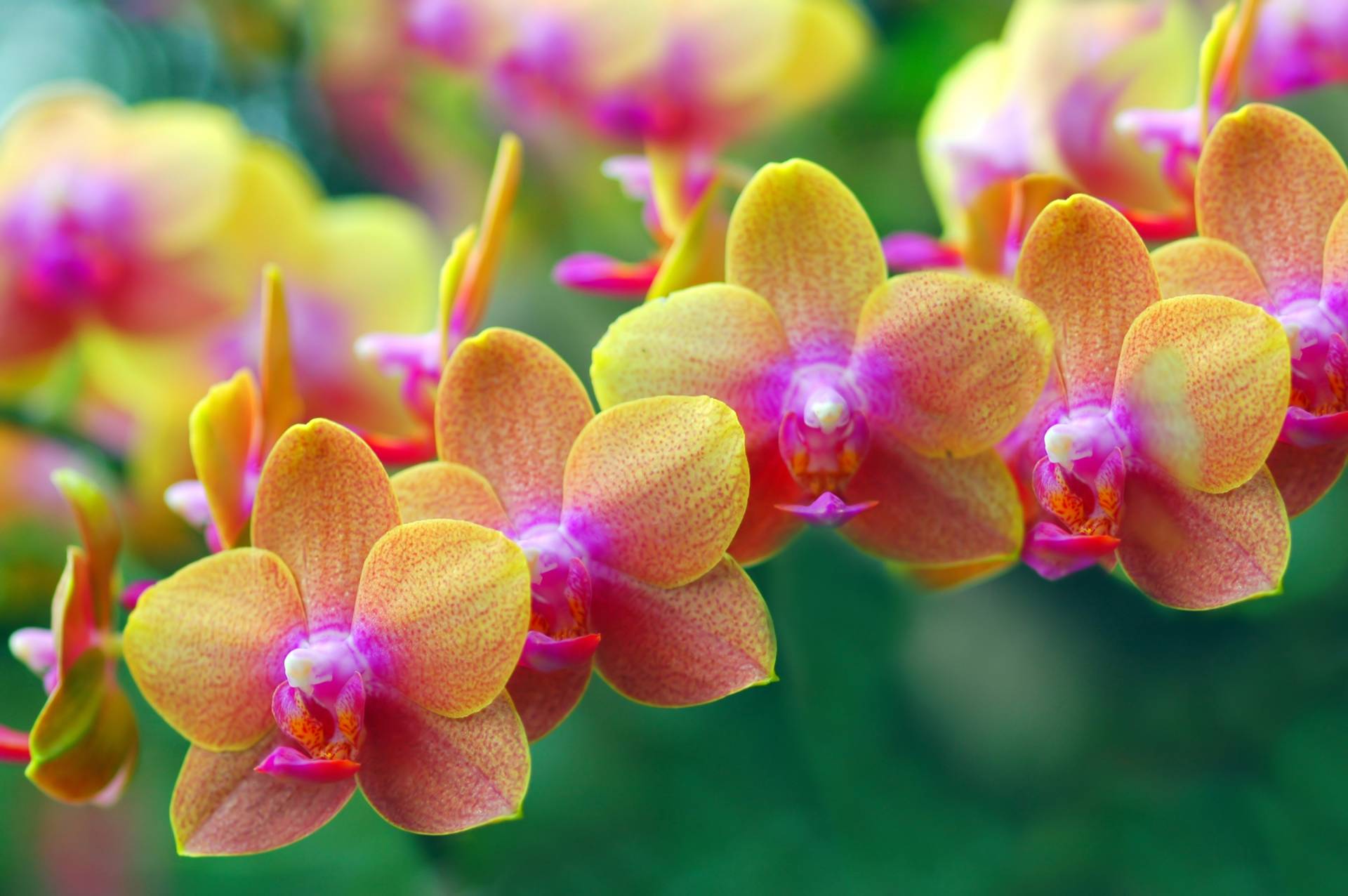 Papermoon Fototapete "Golden Orchids" von Papermoon