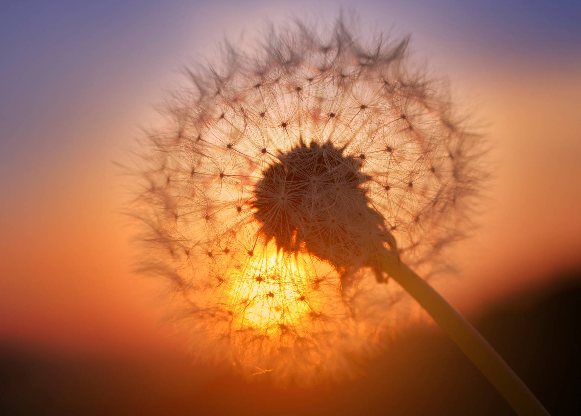 Papermoon Fototapete "Golden Sunset Dandelion" glatt von Papermoon