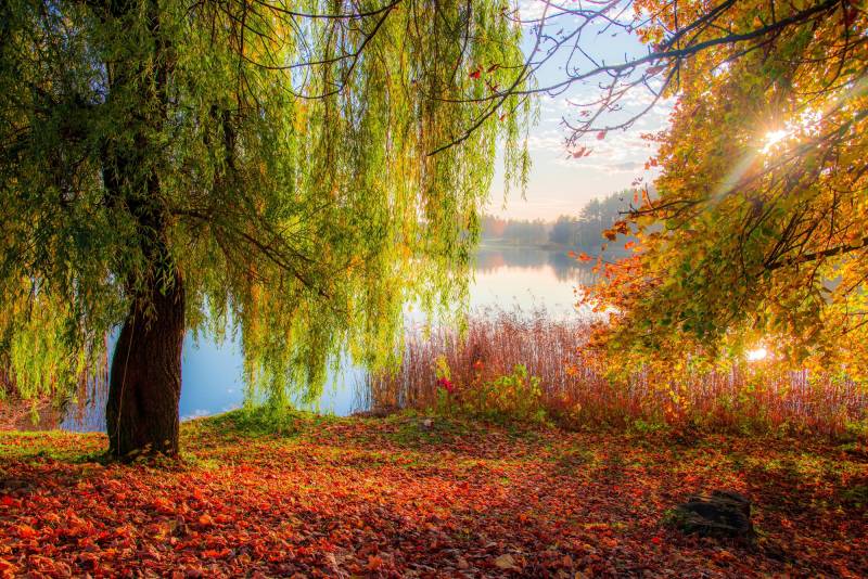 Papermoon Fototapete "HERBST-SEE-SONNE WALD UFER WASSER WALD BÄUME STRAND" Papermoon Fototapete "HERBST-SEE-SONNE WALD UFER WASSER WALD BÄUME STRAND" von Papermoon