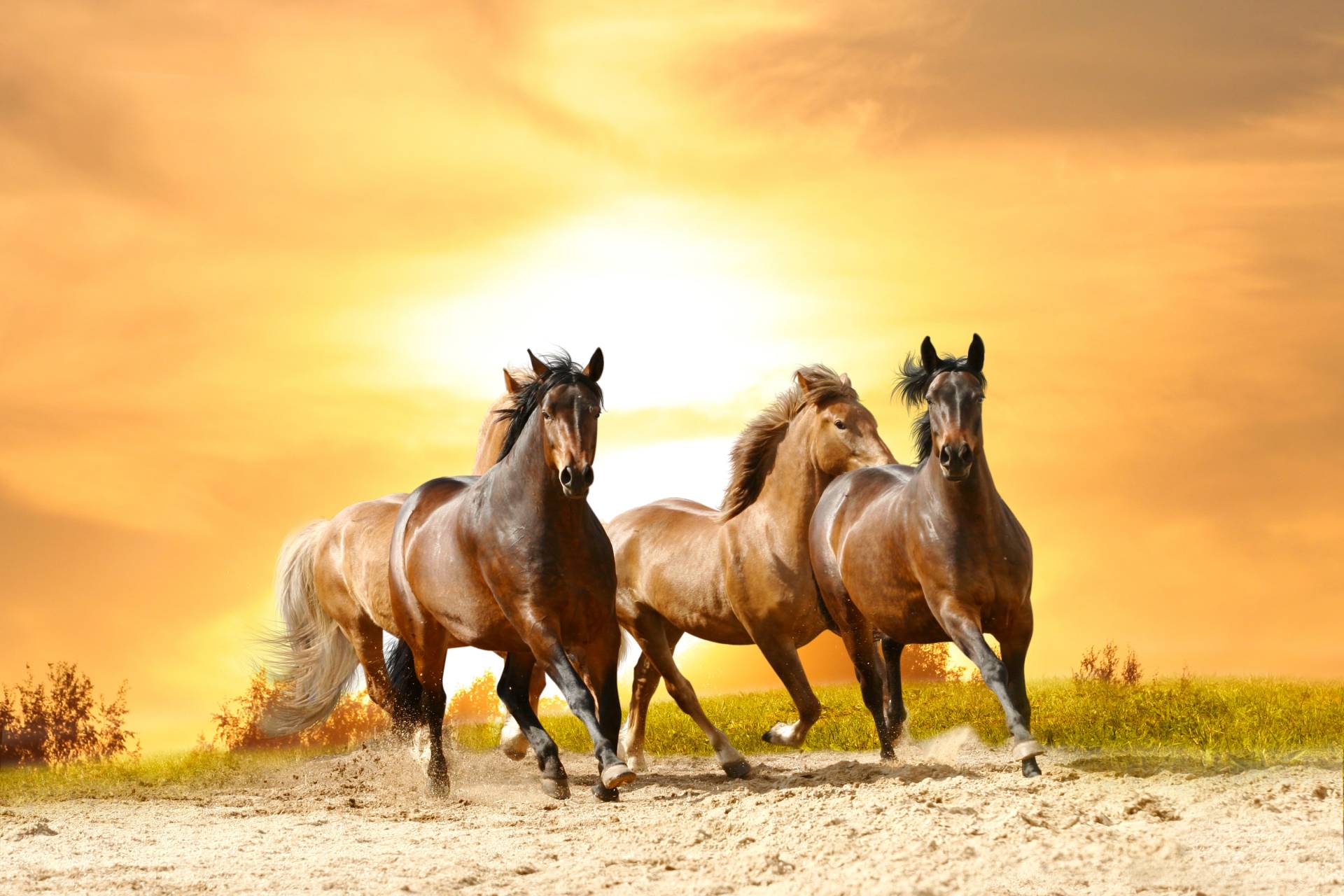 Papermoon Fototapete "Horses Run in Sunset" glatt von Papermoon