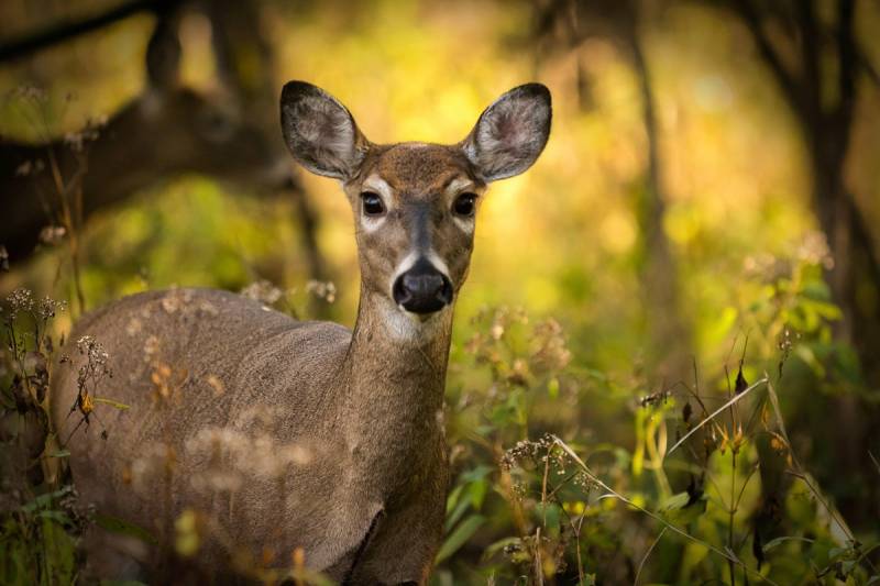 Papermoon Fototapete "Hügel Landschaft" von Papermoon