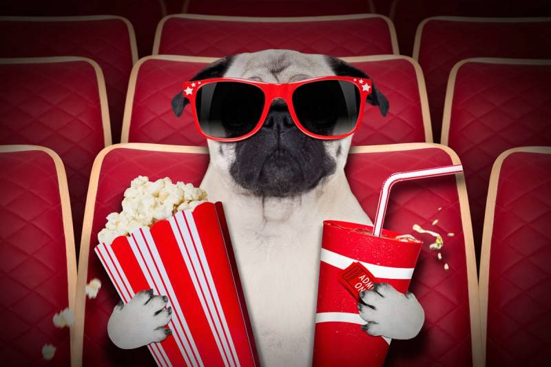 Papermoon Fototapete "Hund im Kino" von Papermoon