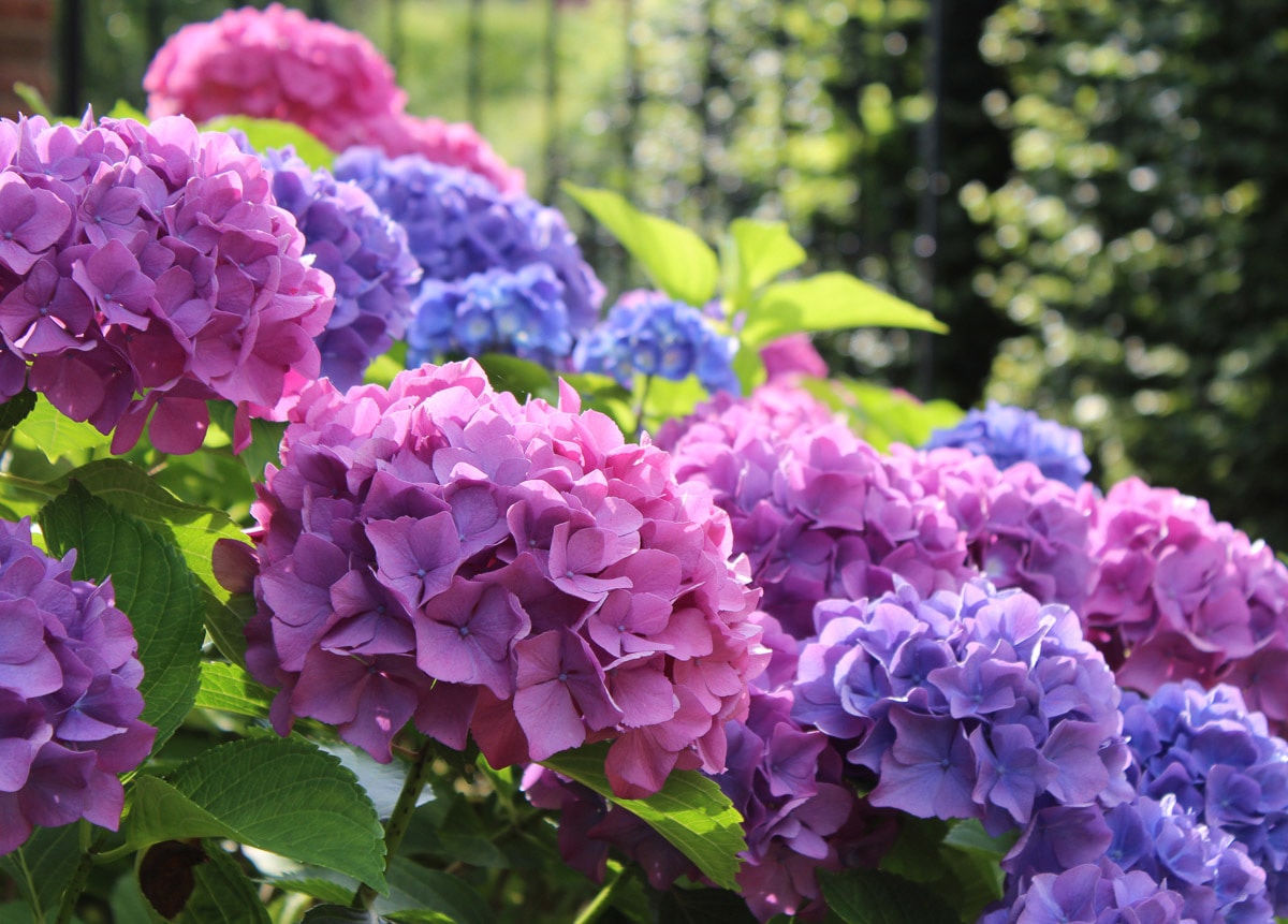 Papermoon Fototapete "Hydrangea Macrophylla" von Papermoon