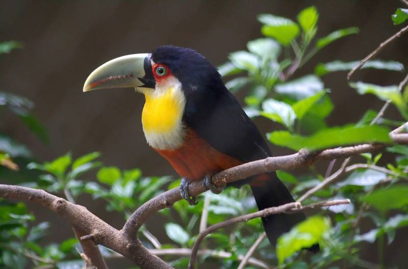 Papermoon Fototapete "Kakadu" von Papermoon