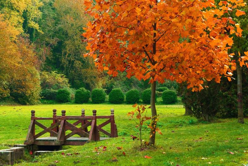 Papermoon Fototapete "Kleine Brücke in Garten" von Papermoon