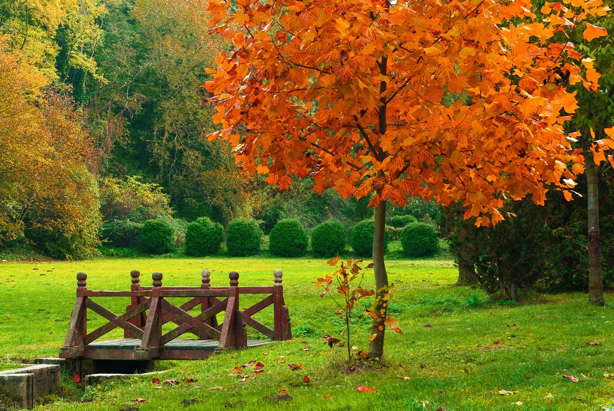 Papermoon Fototapete "Kleine Brücke in Garten" von Papermoon