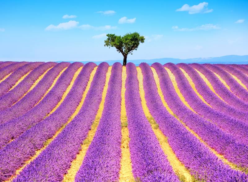 Papermoon Fototapete "Lavender in Provence" glatt von Papermoon