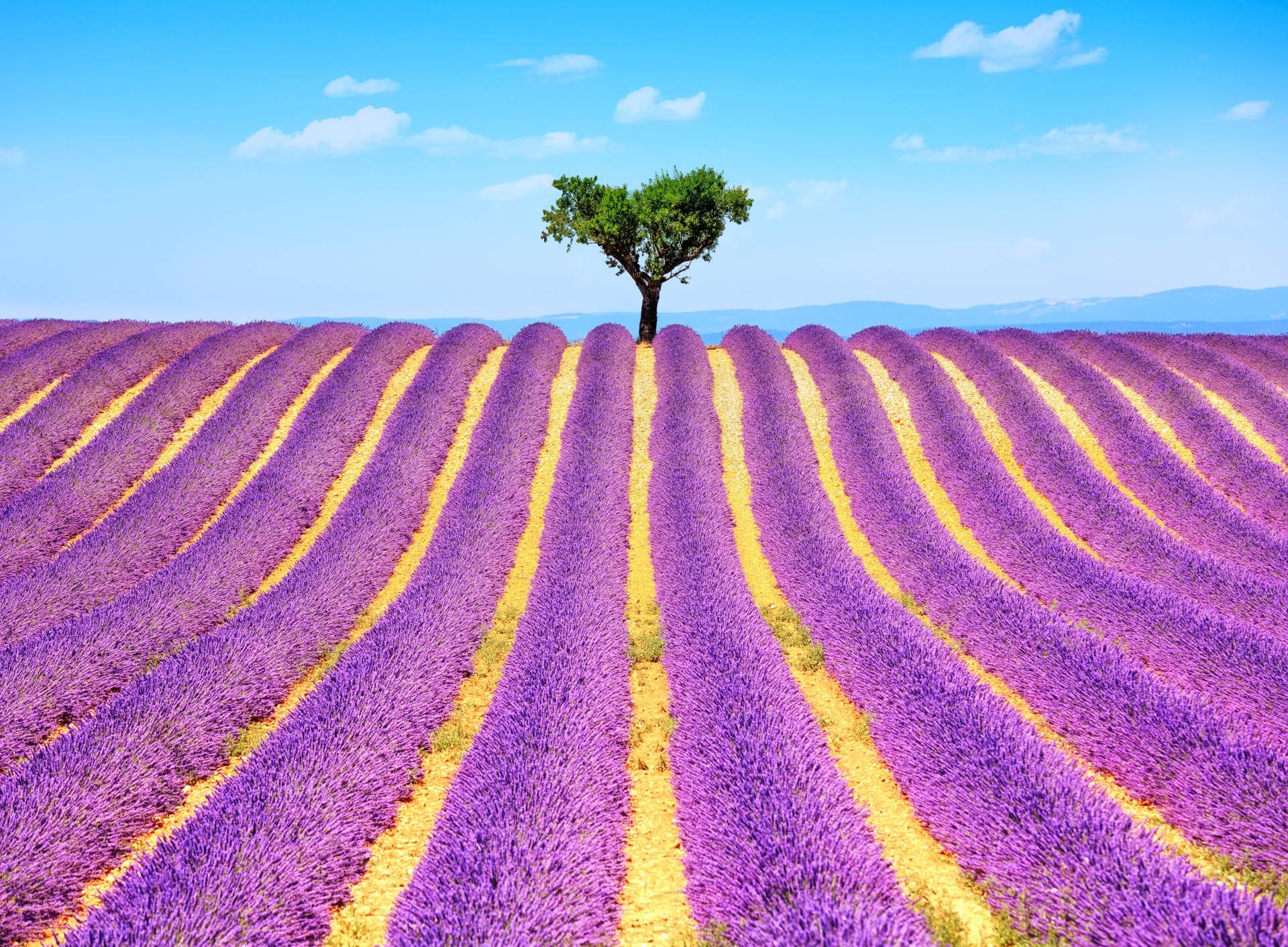 Papermoon Fototapete "Lavender in Provence" glatt von Papermoon
