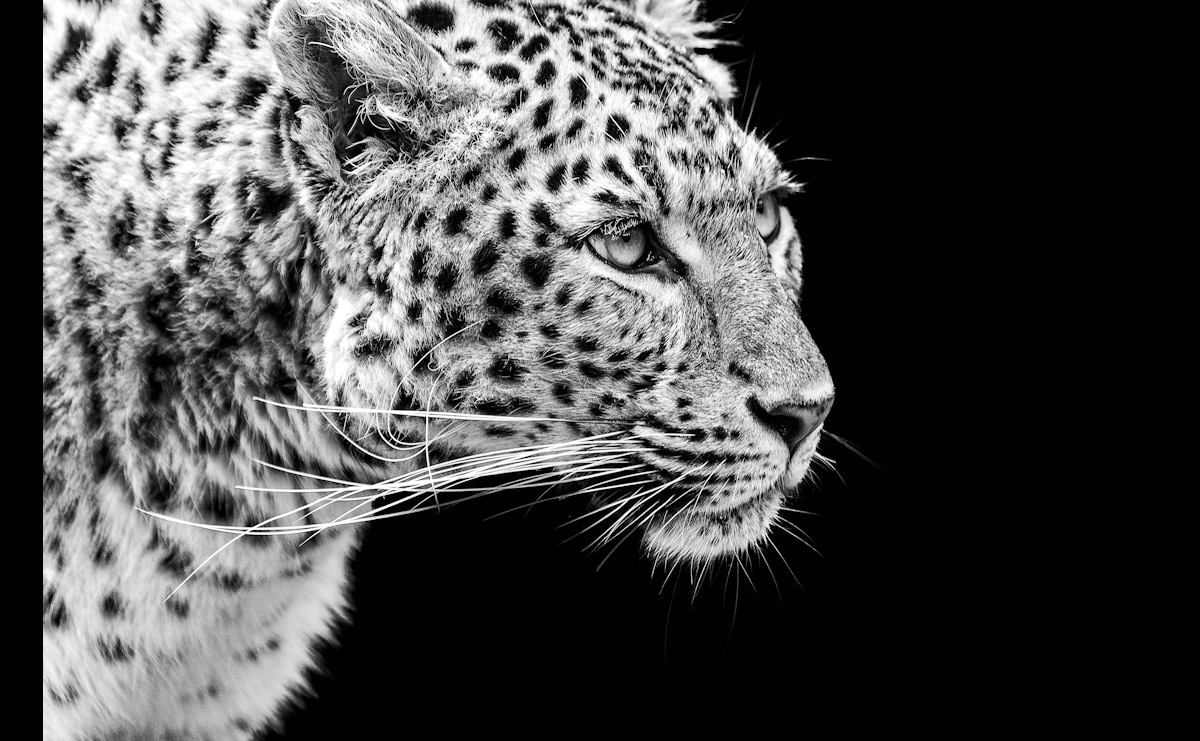 Papermoon Fototapete "Leopard Schwarz & Weiß" von Papermoon