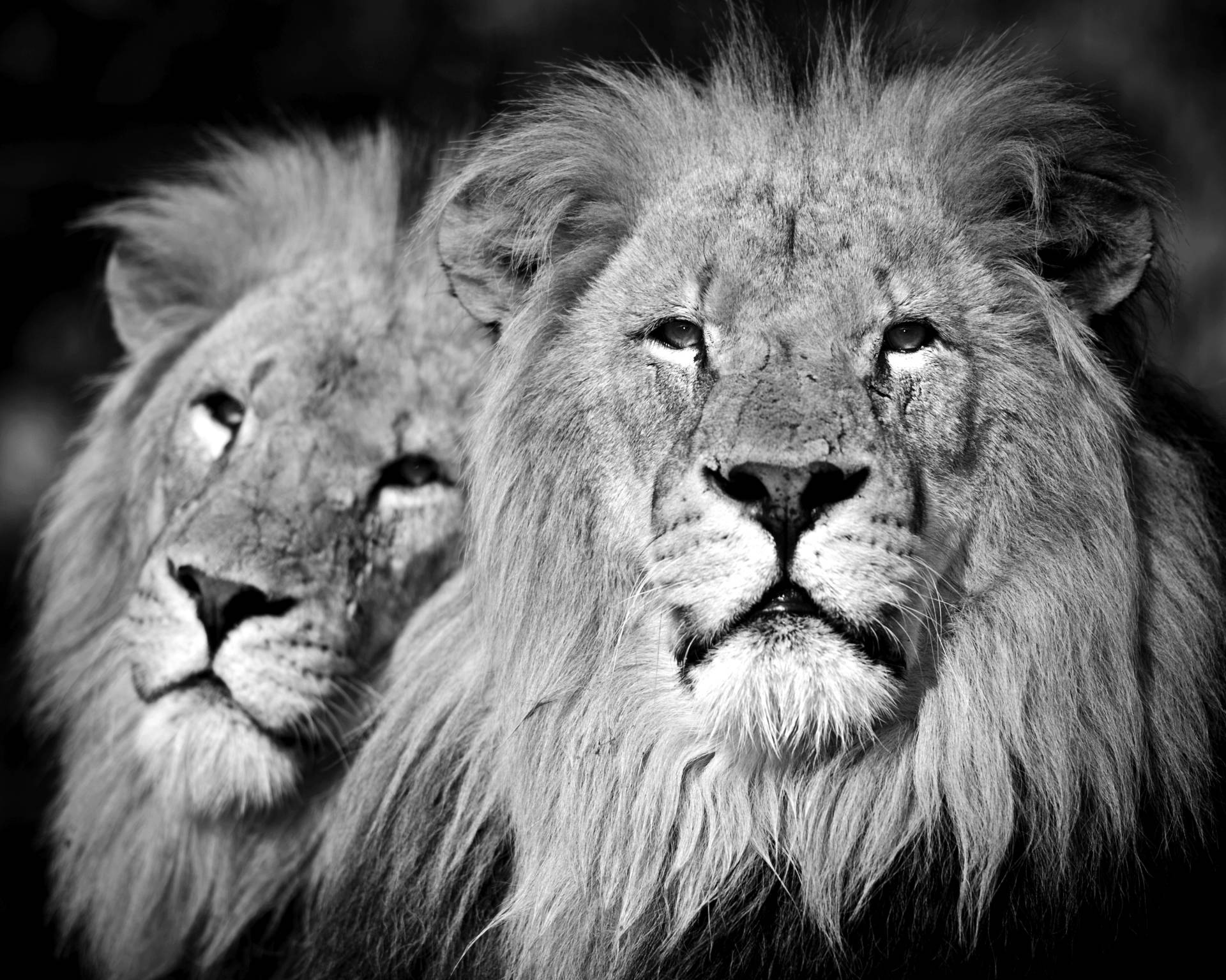 Papermoon Fototapete "Löwen Schwarz & Weiß" von Papermoon