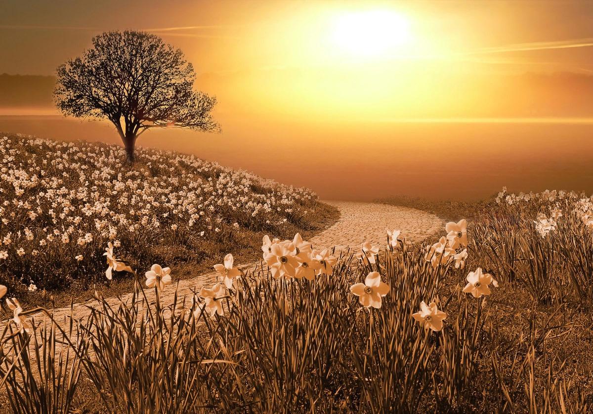 Papermoon Fototapete "Magische Landschaft" von Papermoon