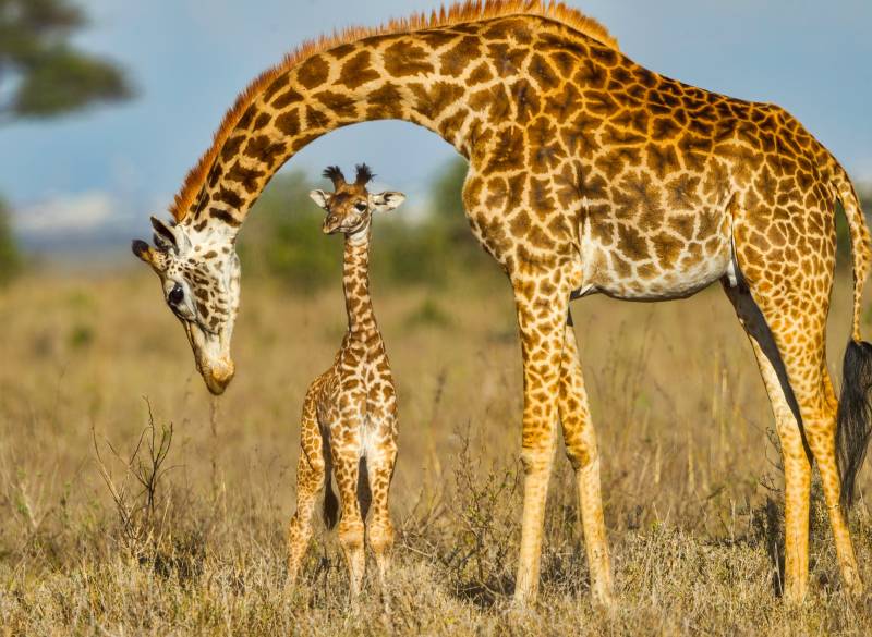 Papermoon Fototapete "Masai Giraffe Protecting Baby" glatt von Papermoon