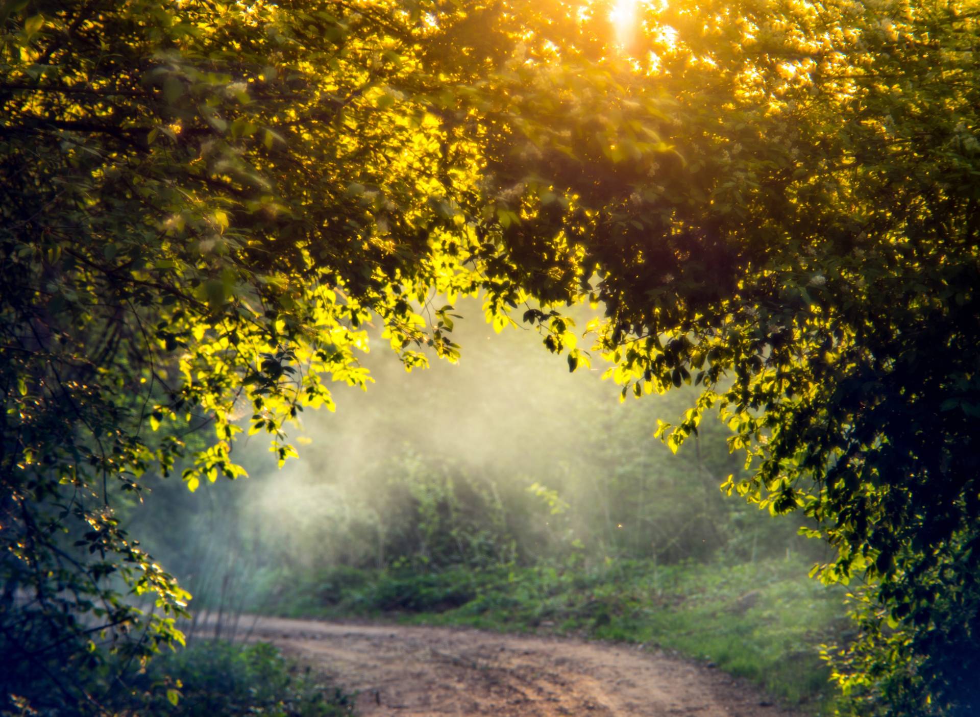 Papermoon Fototapete "Misty Forest in Spring" von Papermoon