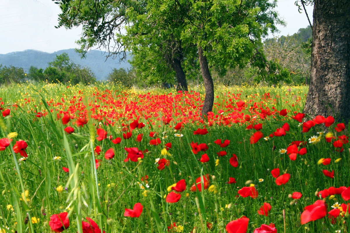 Papermoon Fototapete "Mohnfeld" von Papermoon