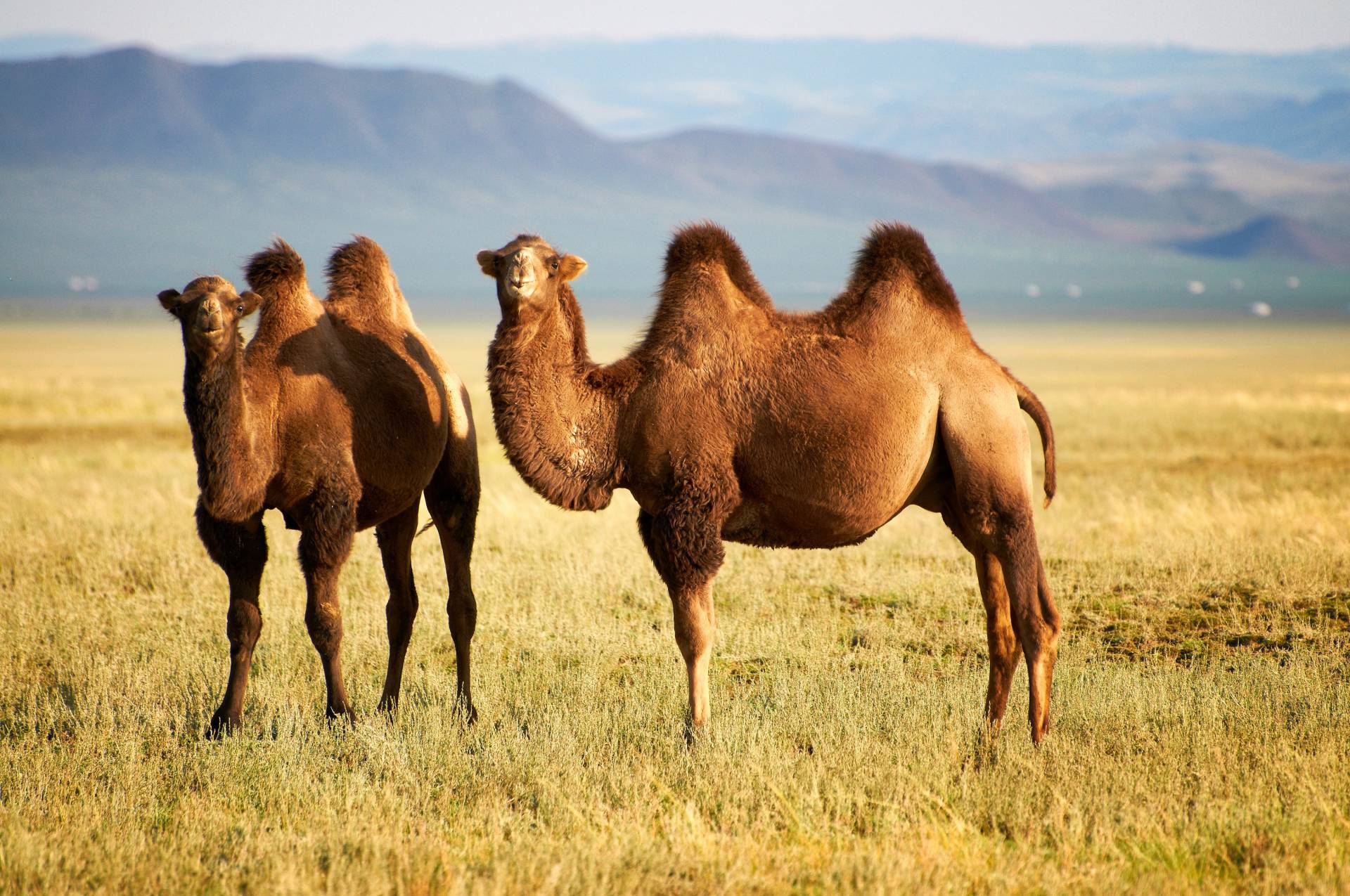 Papermoon Fototapete "Mongolian Camels" von Papermoon