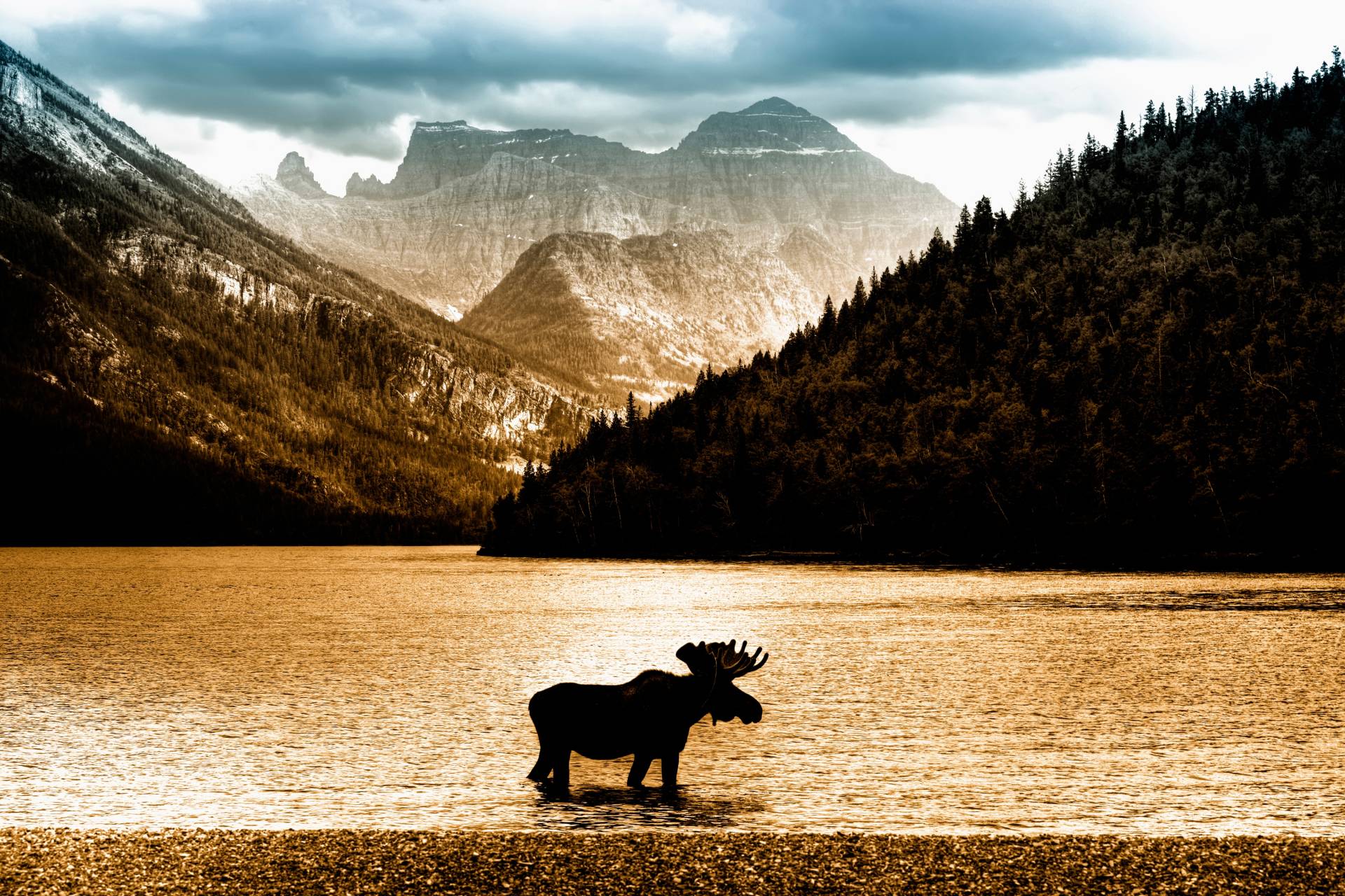 Papermoon Fototapete "Moose in Waterton Lake" von Papermoon