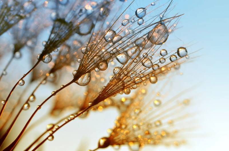 Papermoon Fototapete "Nasse Pflanzen" von Papermoon