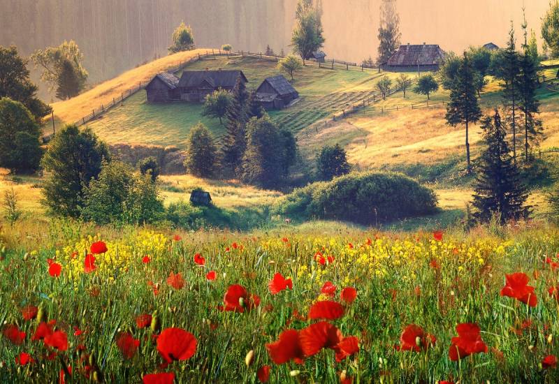 Papermoon Fototapete "Neblige Sommerlandschaft" von Papermoon