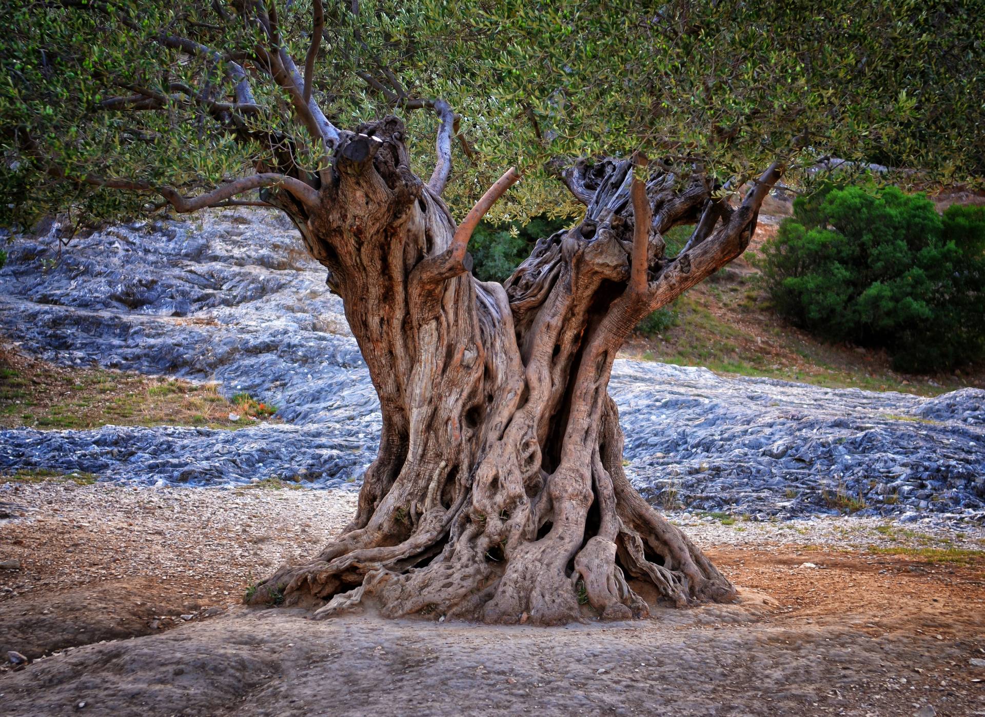 Papermoon Fototapete "Old Olive Tree Trunks" glatt von Papermoon