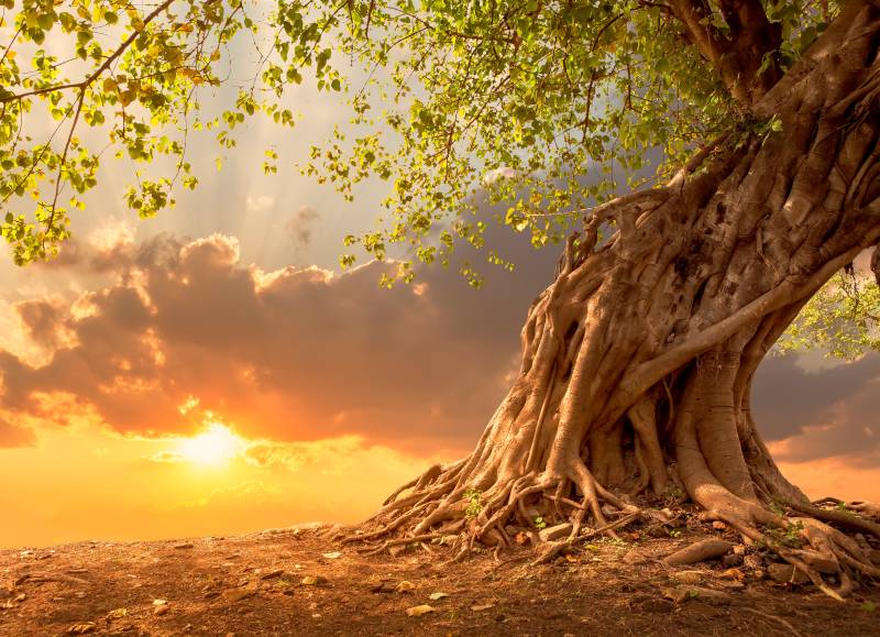 Papermoon Fototapete "Old Tree in Sunset" von Papermoon