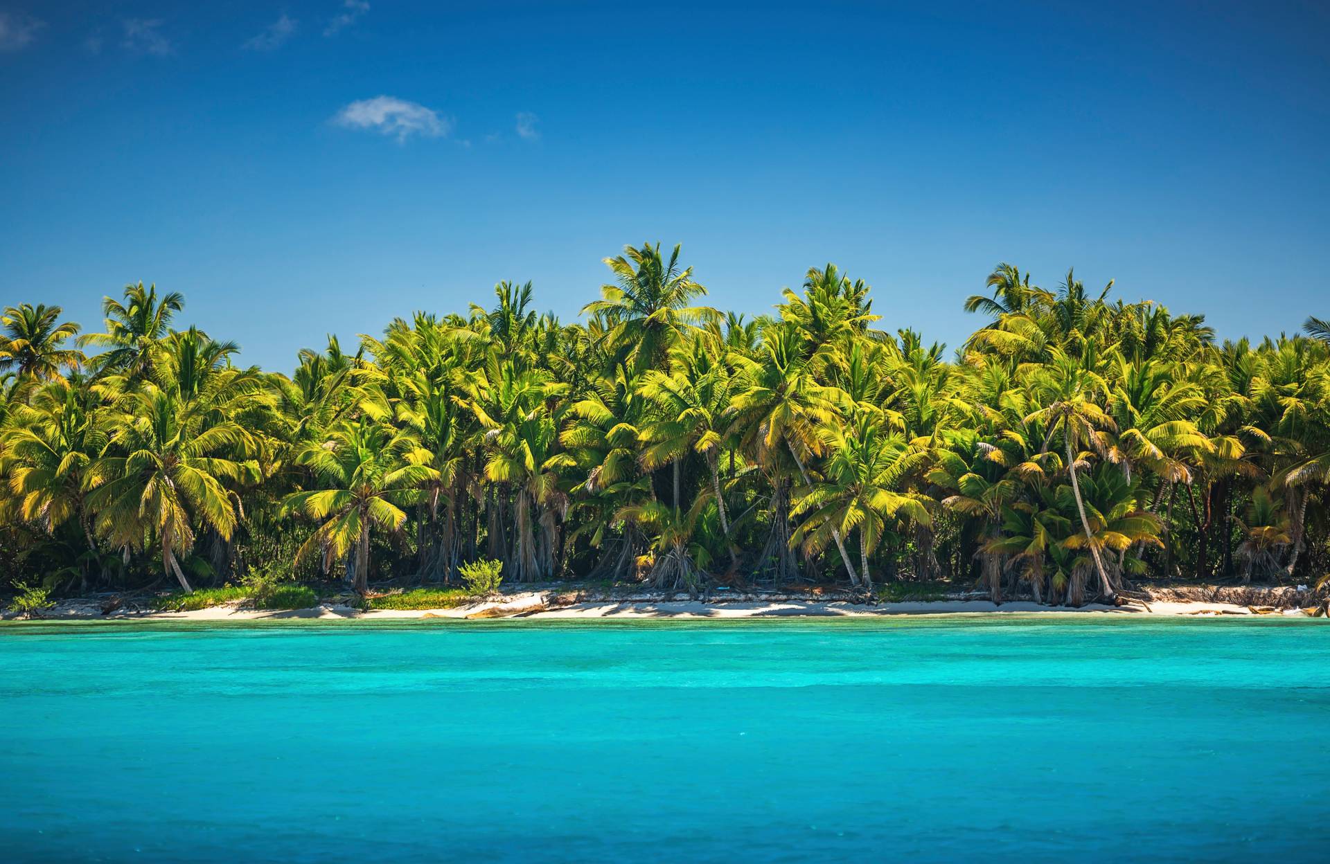 Papermoon Fototapete "PALMEN-NATUR DSCHUNGEL PALME BÄUME MEER BAUM LANDSCHAFT" von Papermoon