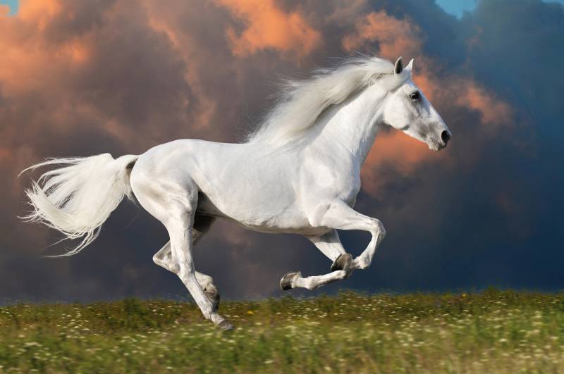 Papermoon Fototapete "PFERD IM GALOPP-RUNNING HENGST WEIß WIESE HIMMEL WOLKEN" von Papermoon