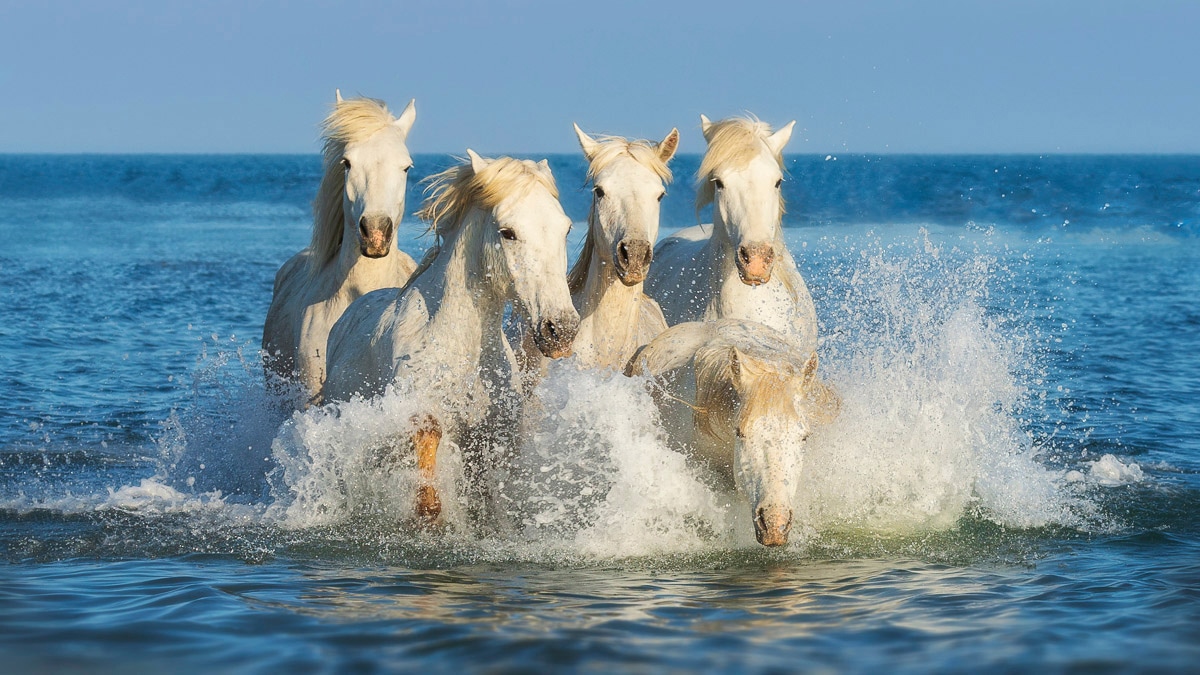 Papermoon Fototapete "PFERDE-CAMARGUE GALLOP STRAND MEER TIERE KÜSTE PROVENCE" von Papermoon