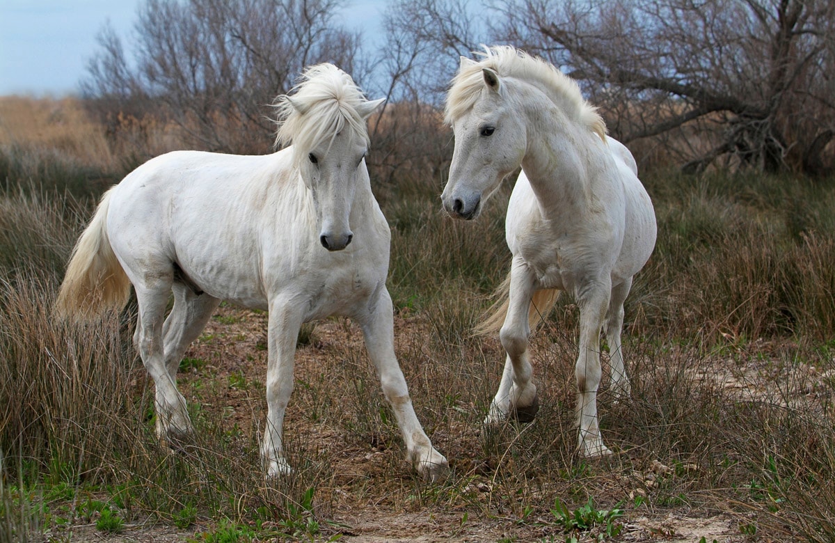 Papermoon Fototapete "PFERDE-CAMARGUE GALLOP STRAND MEER TIERE KÜSTE PROVENCE" von Papermoon