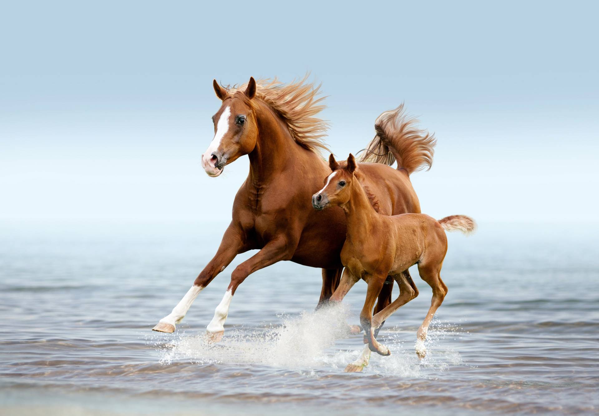 Papermoon Fototapete "PFERDE IM GALOPP-ARABISCHE STUTE MIT FOHLEN TIER STRAND" von Papermoon