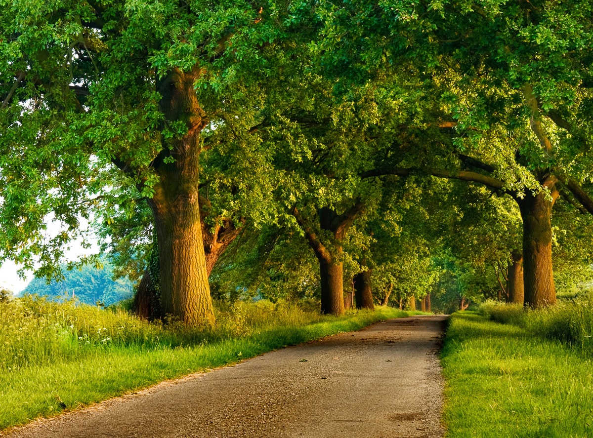Papermoon Fototapete "Parkweg" von Papermoon