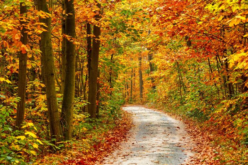 Papermoon Fototapete "Pathway in Colorful Autumn Forest" von Papermoon