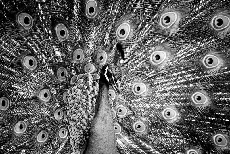 Papermoon Fototapete "Pfau Schwarz & Weiß" von Papermoon