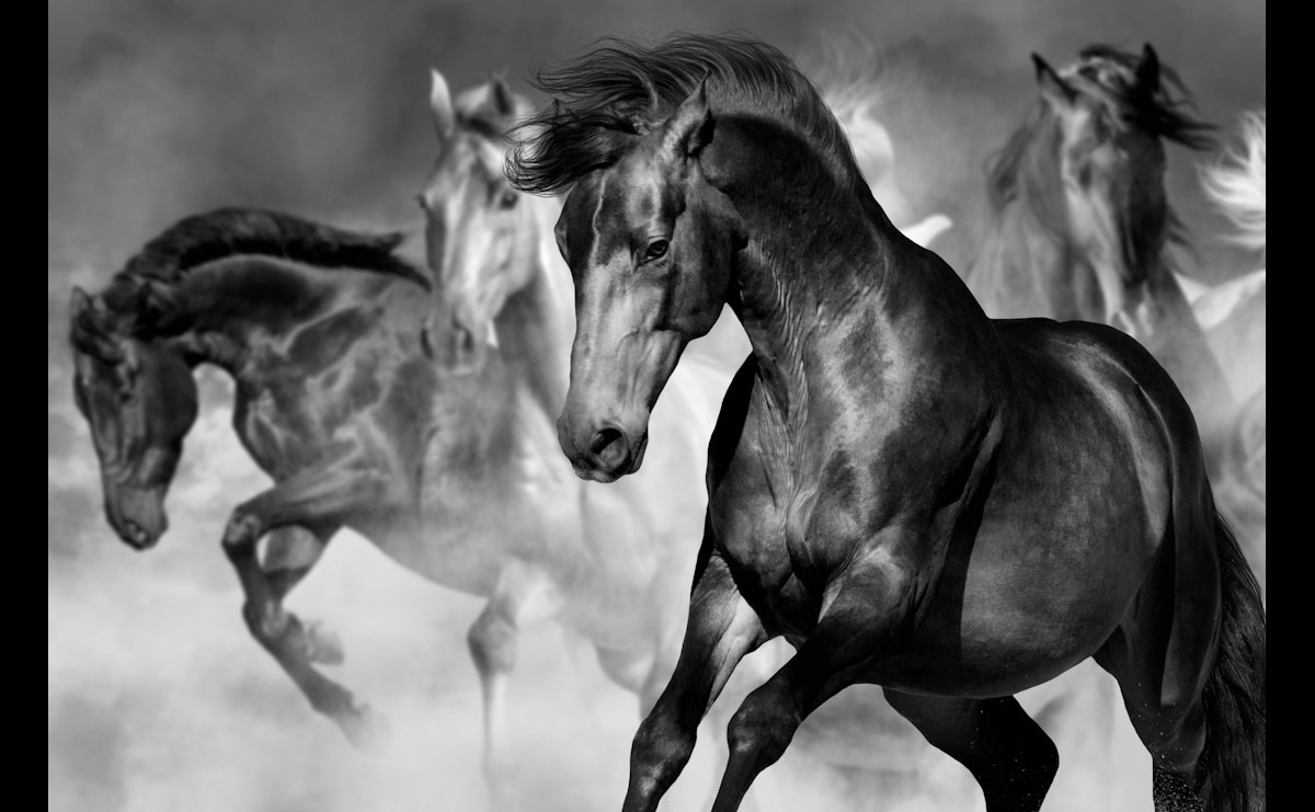 Papermoon Fototapete "Pferde Schwarz & Weiß" von Papermoon