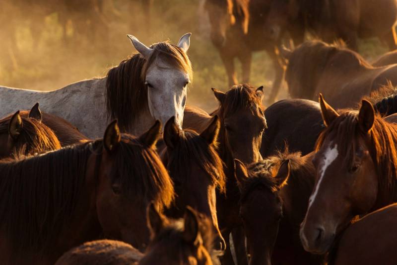 Papermoon Fototapete "Pferde" von Papermoon