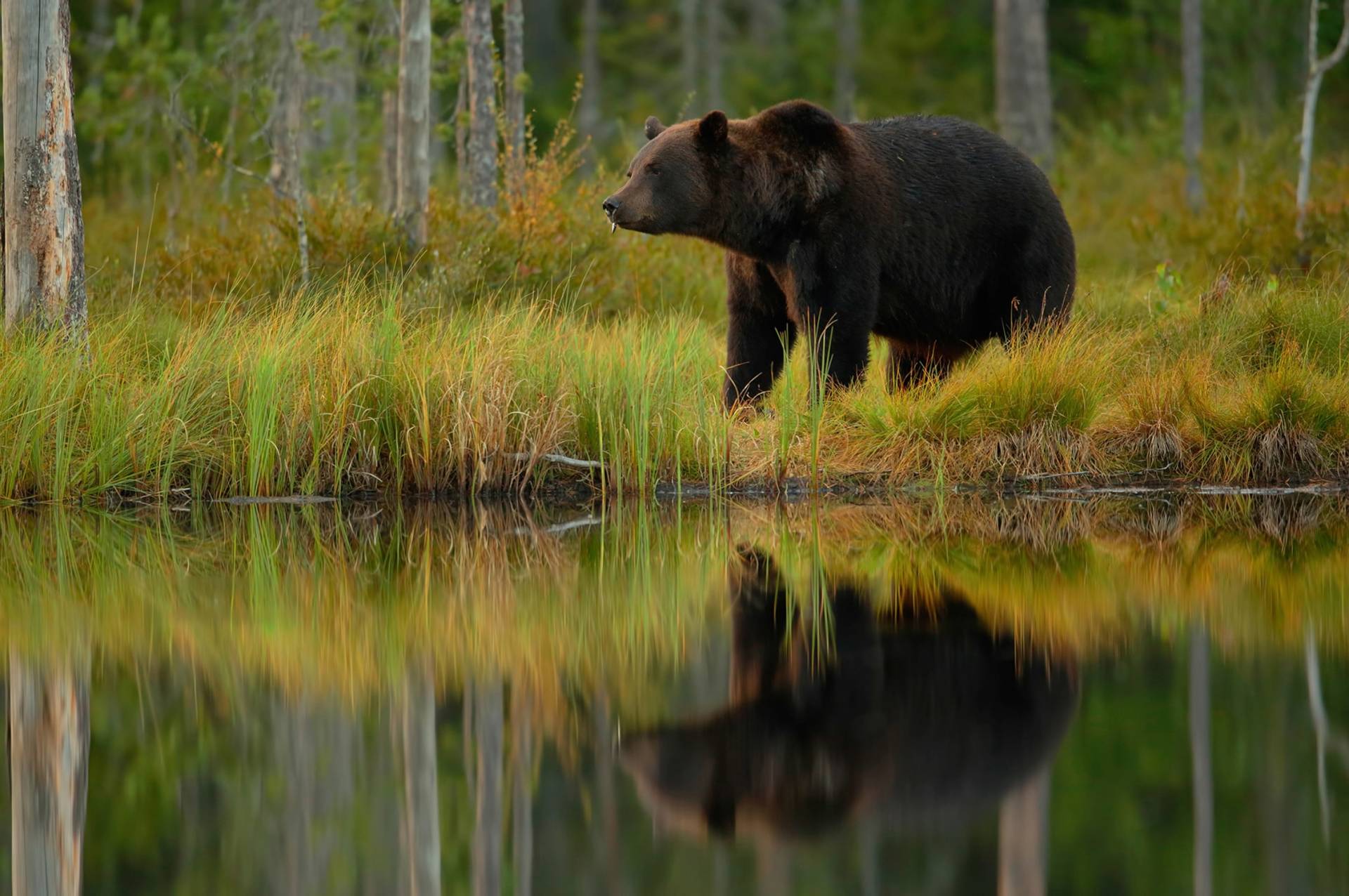Papermoon Fototapete "Photo-Art ASSAF GAVRA, BÄR UND FISCH ***" von Papermoon