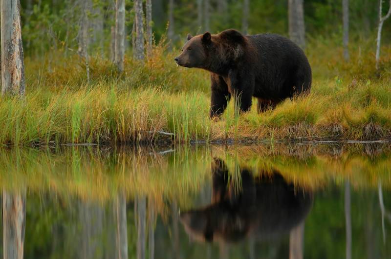 Papermoon Fototapete "Photo-Art ASSAF GAVRA, BÄR UND FISCH ***" von Papermoon