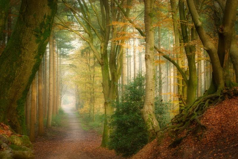 Papermoon Fototapete "Photo-Art ELLEN BORGGREVE, NACH DEM NEBEL" von Papermoon