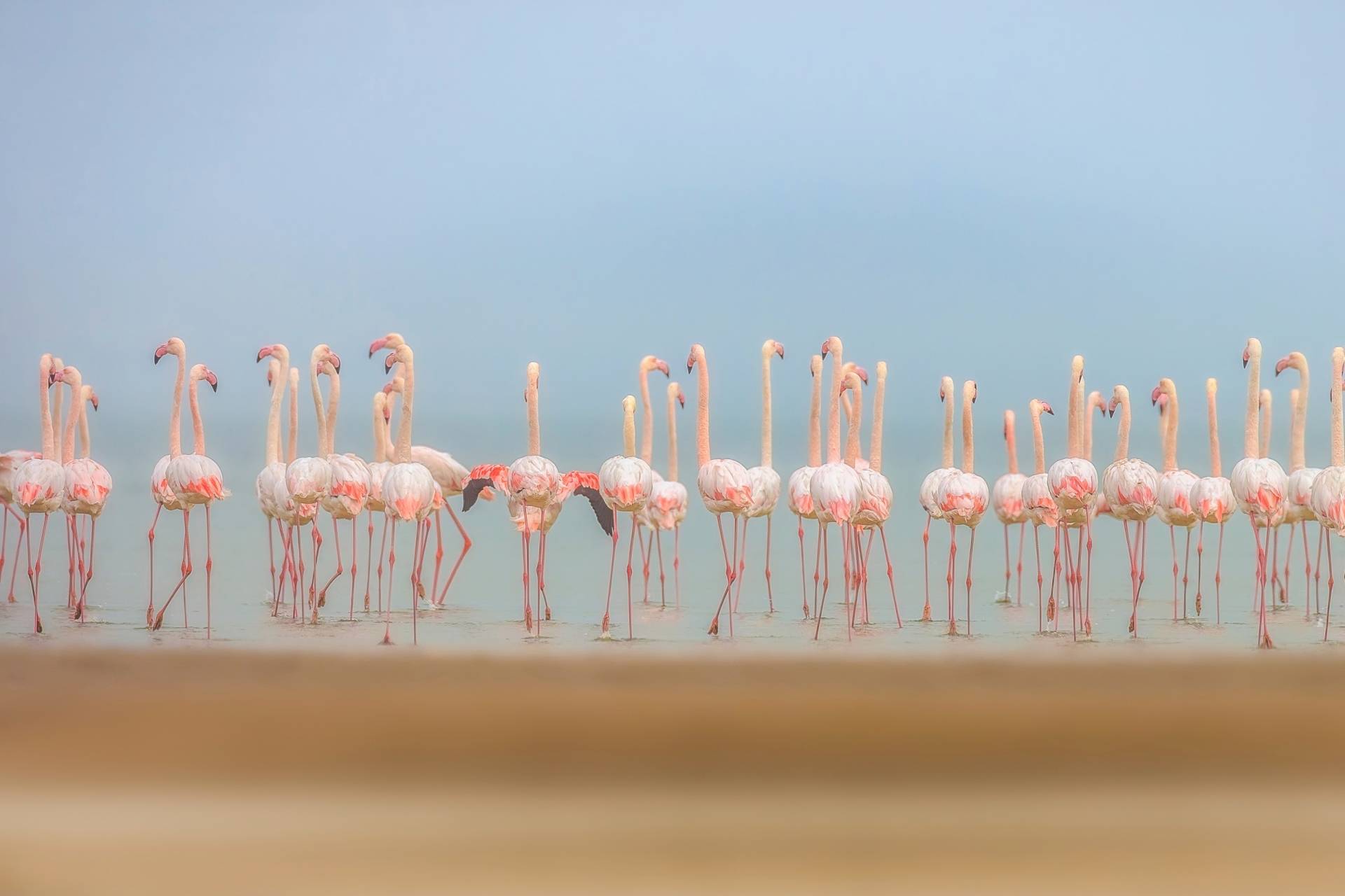 Papermoon Fototapete "Photo-Art FAISAL ALNOMAS, BLÄSER" von Papermoon