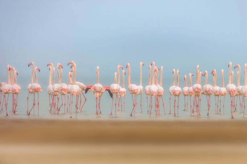 Papermoon Fototapete "Photo-Art FAISAL ALNOMAS, BLÄSER" von Papermoon