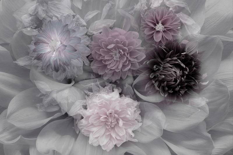 Papermoon Fototapete "Photo-Art INGE SCHUSTER, DAHLIA DREAM" von Papermoon