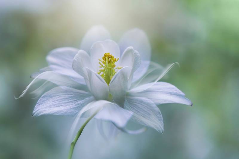 Papermoon Fototapete "Photo-Art JACKY PARKER, REINHEIT" von Papermoon