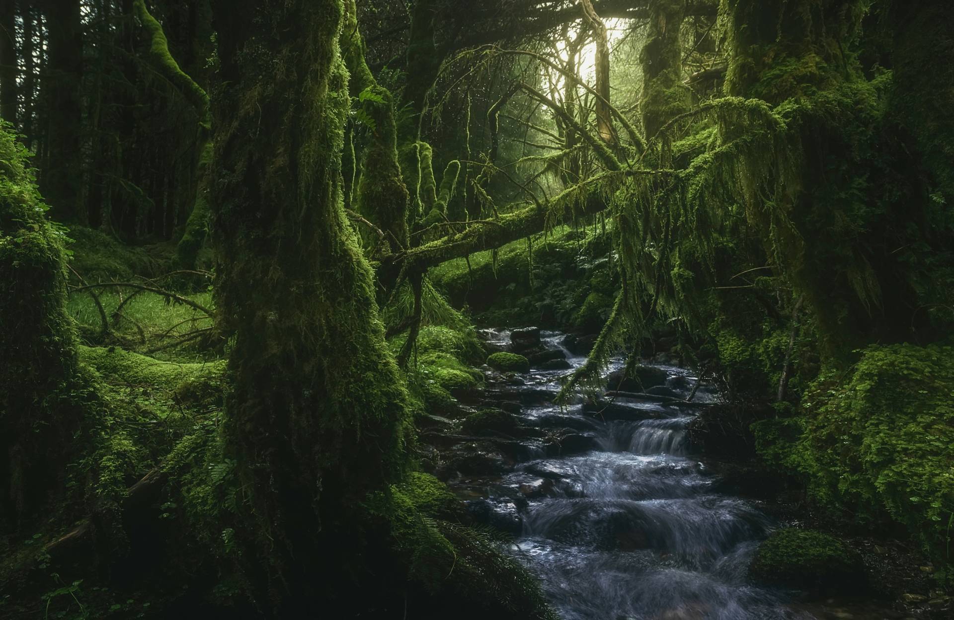 Papermoon Fototapete "Photo-Art JAVIER DE LA, MÄRCHENWALD VERWUNSCHEN MYSTISCH" von Papermoon