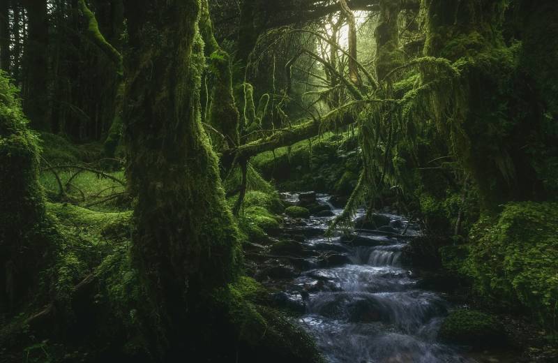 Papermoon Fototapete "Photo-Art JAVIER DE LA, MÄRCHENWALD VERWUNSCHEN MYSTISCH" von Papermoon