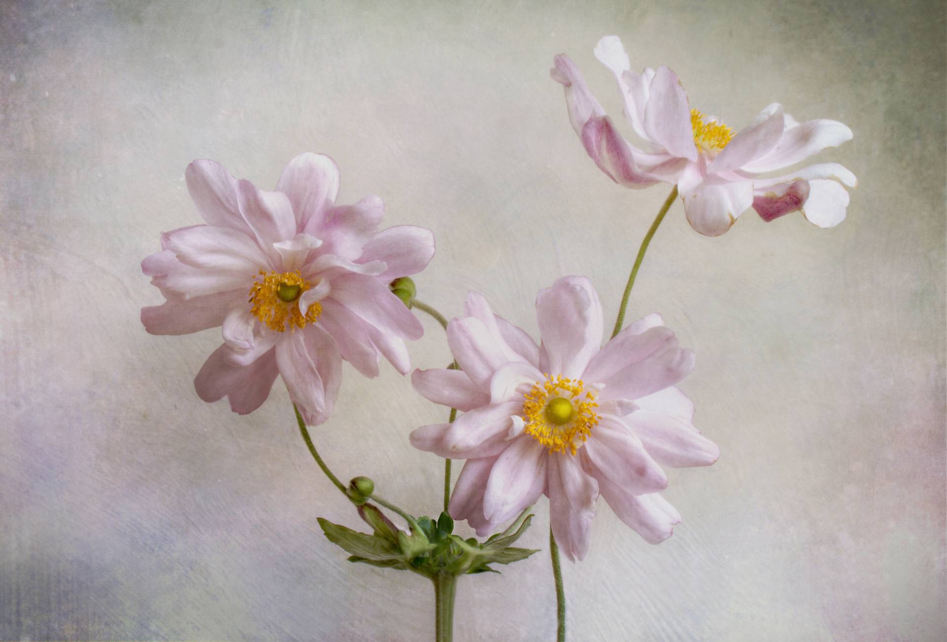 Papermoon Fototapete "Photo-Art MANDY DISHER, ANEMONEN" von Papermoon